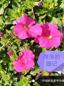 捡来的姐姐知乎